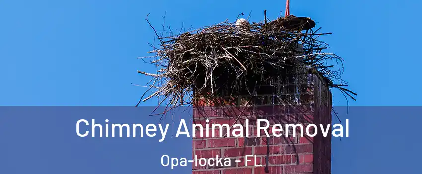  Chimney Animal Removal Opa-locka - FL