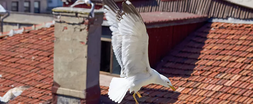 Residential Chimney Animal Removal Solution in Opa-locka, FL