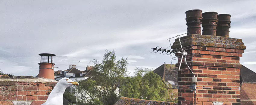 Chimney Cleaning And Restoration in Opa-locka, Florida